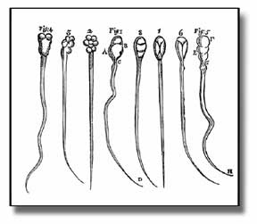 spermatozoi